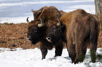 Tiere im Freigehege im Nationalpark Bayerischer Wald
